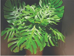 WhatsApp Image 2025-03-26 at 21.13.52 (1).jpeg